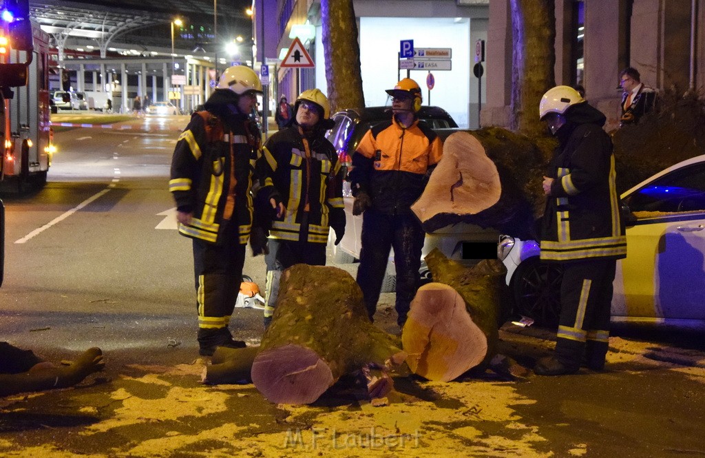 Baum auf PKWs Koeln Mitte Rheinuferstr Goldgasse P073.JPG - Miklos Laubert